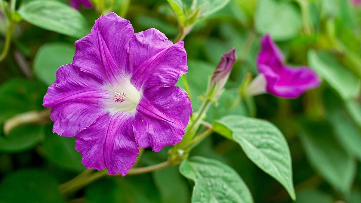 Главная картинка новости: Лучше петуний и тюльпанов: цветок, который привлечет внимание всех соседей