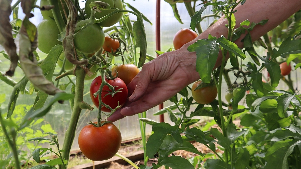 Главная картинка новости: От фитофторы томатам — срочно: в июле действую на опережение — 25 г на ведро воды, и больше забот по жизни не знаю