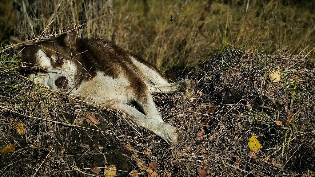 Главная картинка новости: Коми выделяет 2,5 миллиона рублей на решение проблемы бездомных животных