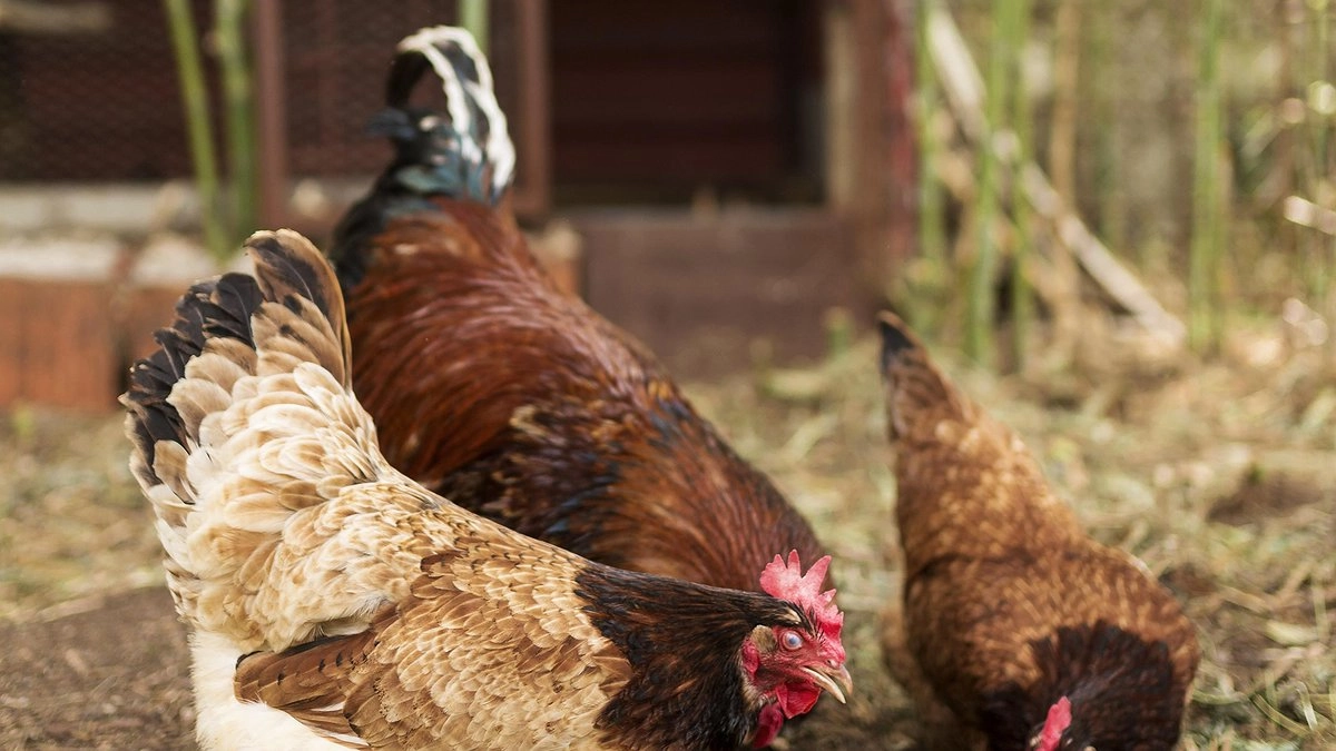 Главная картинка новости: Вши с кур убегут роняя штаны: закидываем 3 веточки в курятник — и облысение несушкам не грозит