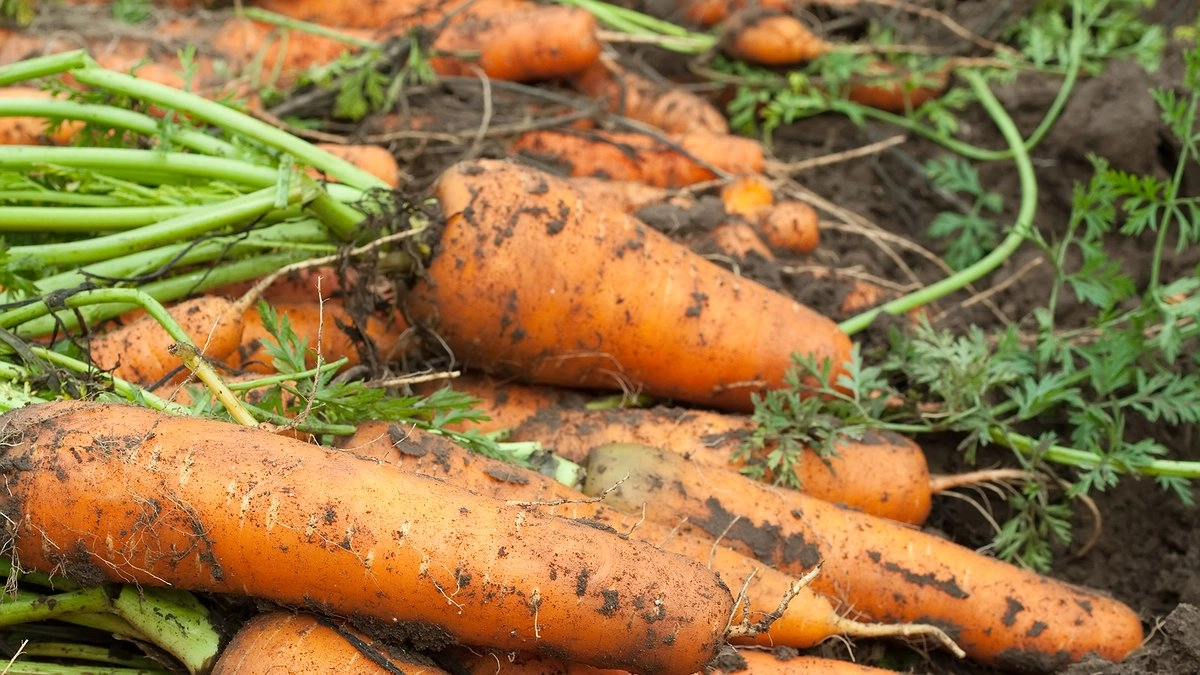 Главная картинка новости: Теперь морковка всегда всходит рано: дедушка дал давно забытый совет, как сделать урожай в 3 раза больше