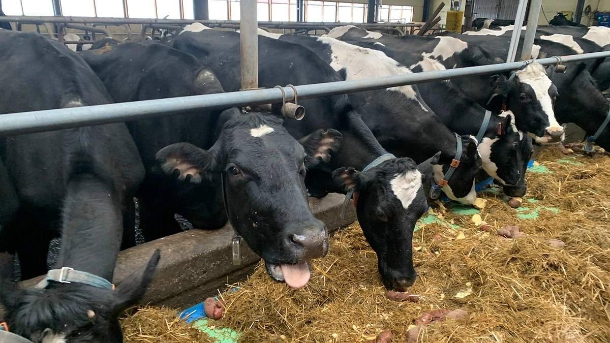 Житель Коми предстанет перед судом за попытку хищения почти 30 килограммов говядины