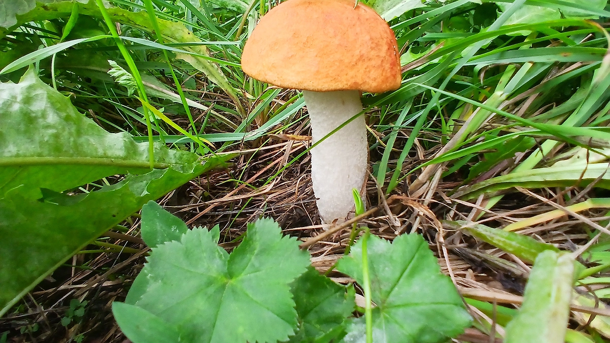 Главная картинка новости: Любителей грибов будут задерживать и штрафовать: жёсткое правило с 11 августа 2025 года