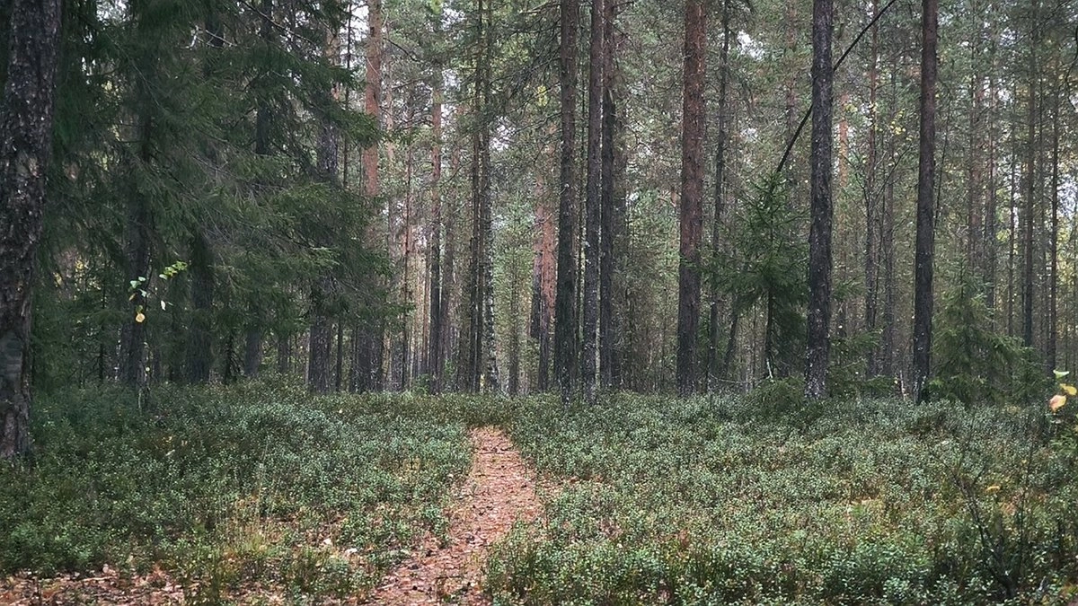Главная картинка новости: В Усинске спасатели искали пропавшего мужчину 