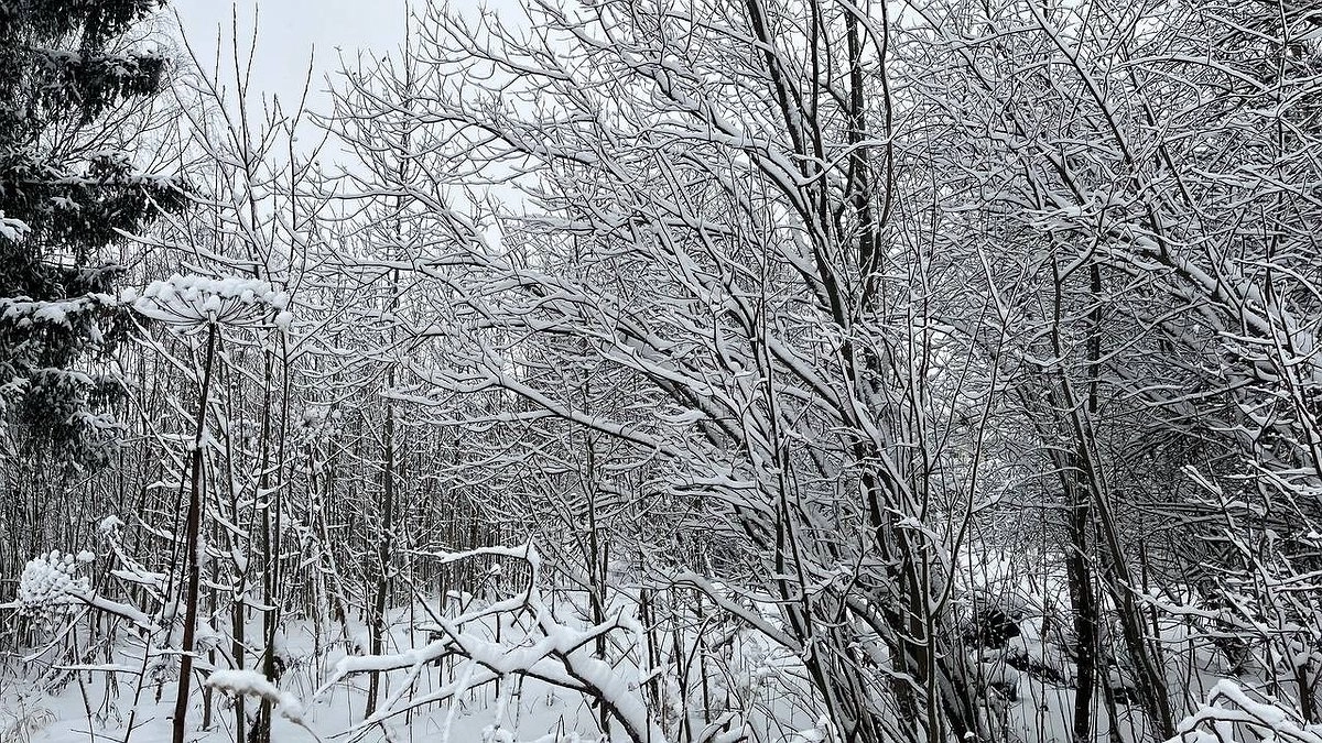 Главная картинка новости: В Коми 3 декабря ожидаются осадки и умеренный ветер