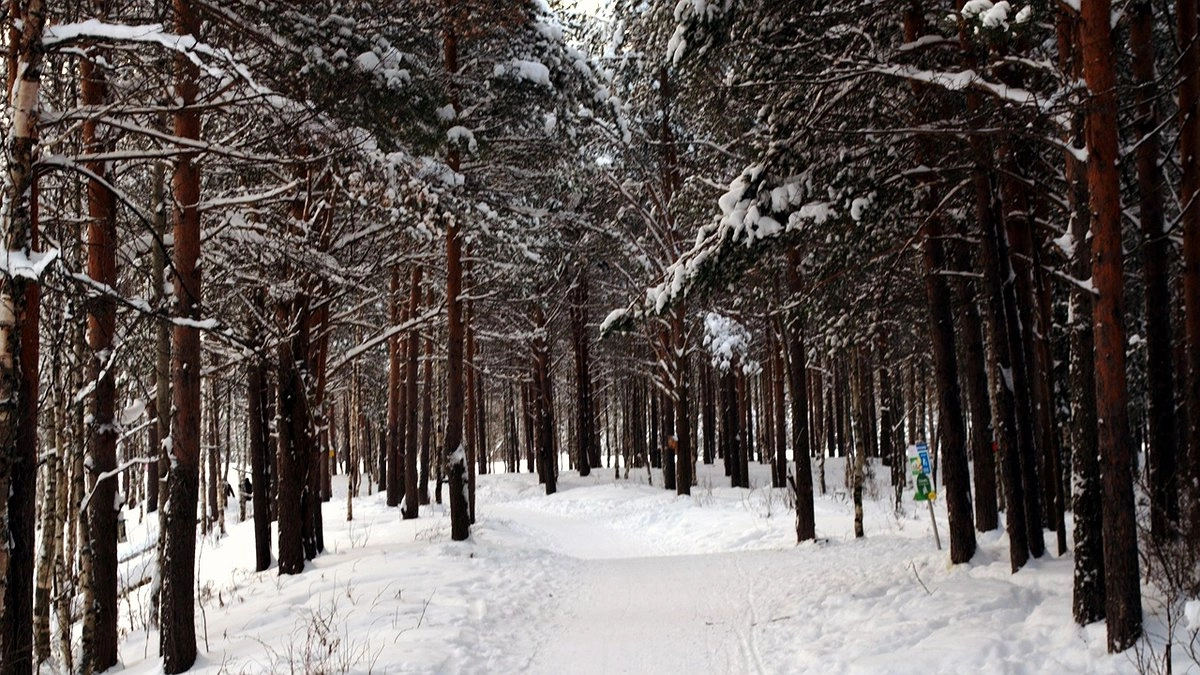 В Коми усилили охрану елей накануне Нового года
