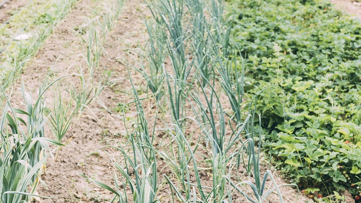 Главная картинка новости: Чеснок в мае умоляет о помощи: три простых подкормки для богатого урожая