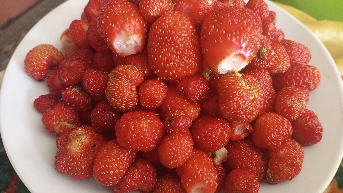 Главная картинка новости: Эта ягода — самая вредная: а мы едим ее покупаем как деликатес и детей заставляем есть