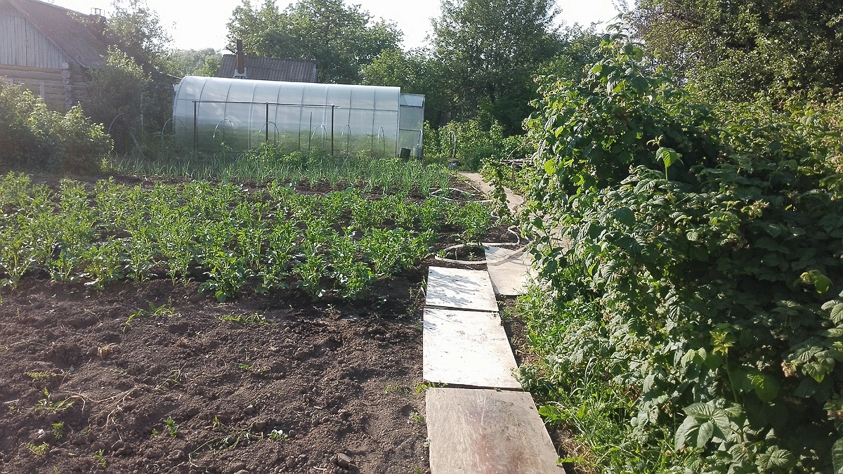 Главная картинка новости: Земля в теплице будет плодородной и мягкой, как облачко: что добавить в почву в сентябре после сбора урожая