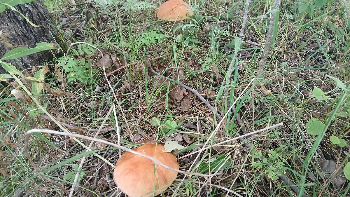 Главная картинка новости: Ученые назвали самый полезный гриб. Не шампиньоны, не вешенки и в разы полезнее сморчков