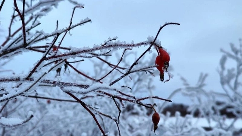 «Январь обещает быть аномальным». Синоптики сказали чего ожидать