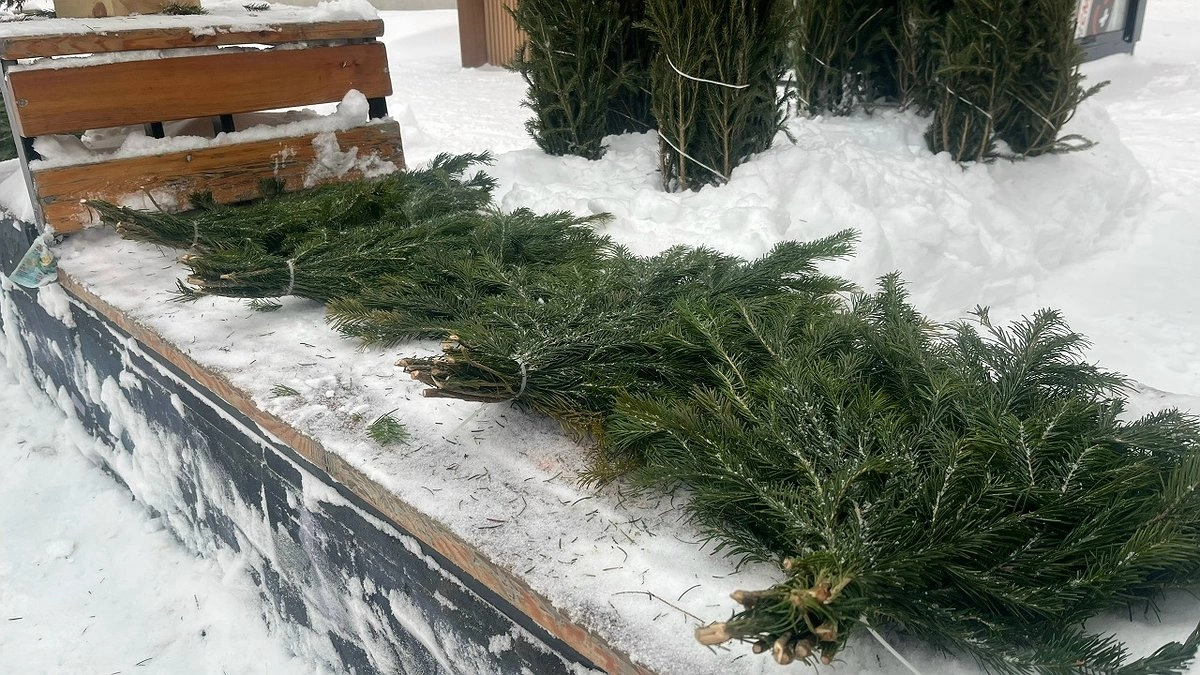 Главная картинка новости: В Коми подвели итоги операции «Ель-2026» и сообщили о нулевых незаконных рубках