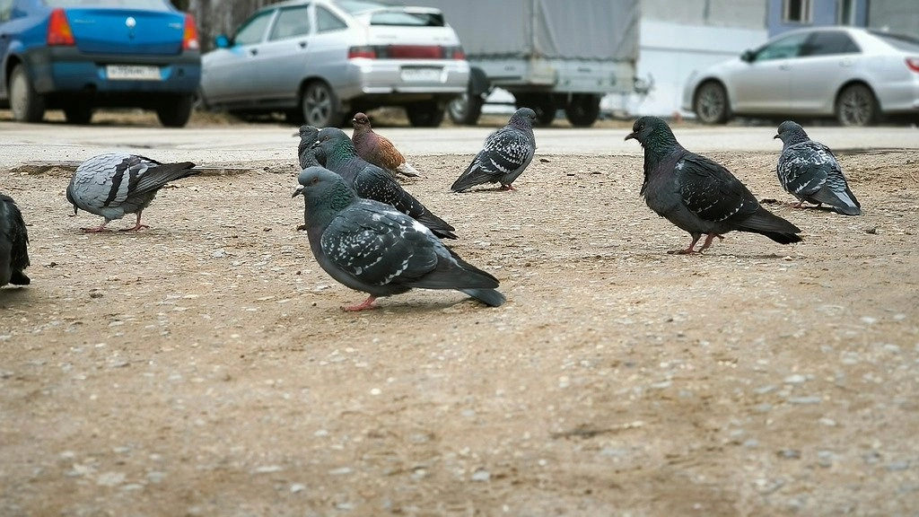Птицы в Коми в опасности, людей призывают помочь