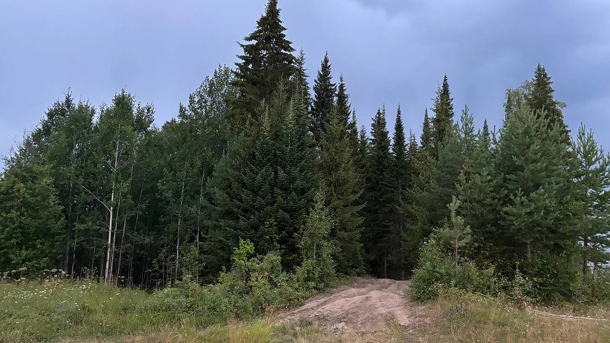 Из Коми вывезли более 1,1 миллиона кубометров лесопродукции