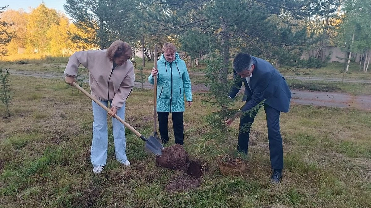 Главная картинка новости: В Усинской ЦРБ появилась «Аллея дружбы» из молодых елей