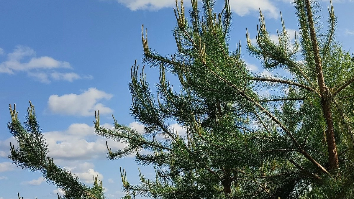 Главная картинка новости: 18 сентября в Коми ожидается переменная облачность с кратковременными дождями