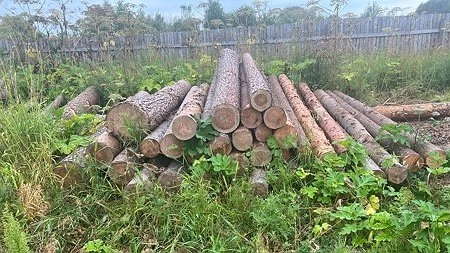 В Коми выявили предпринимателей, незаконно вырубавших лес