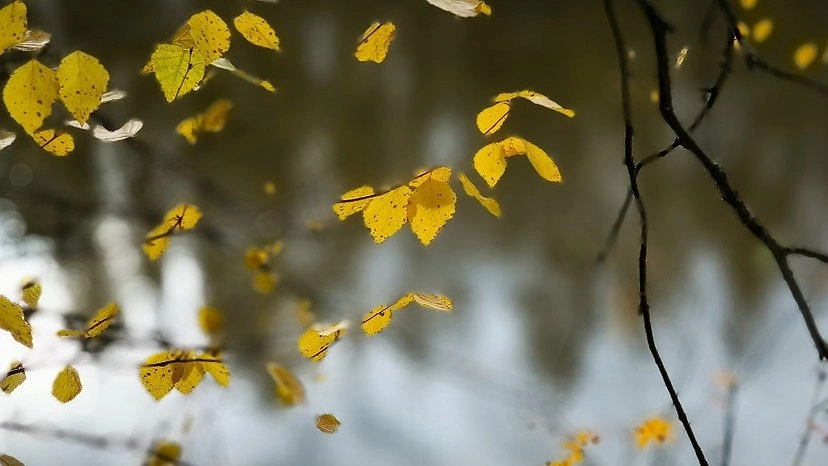 Главная картинка новости: В Коми 17 октября местами пройдут дожди и мокрый снег