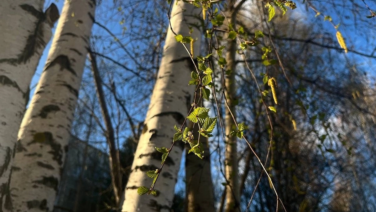 Главная картинка новости: Усинск встречает рабочую неделю морозной свежестью