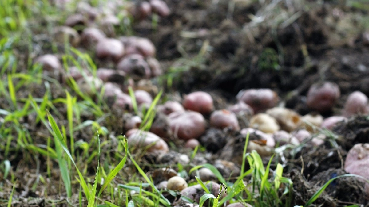 Главная картинка новости: Ошибка 90% дачников: почему после картофеля нельзя оставлять грядку пустовать - советы от опытных агрономов