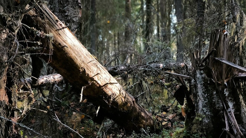 Главная картинка новости: В Коми 1412,4 гектаров леса нуждаются в уборке