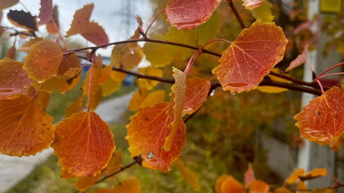 Главная картинка новости: 1 октября в Коми установится похолодание с дождём и снегом