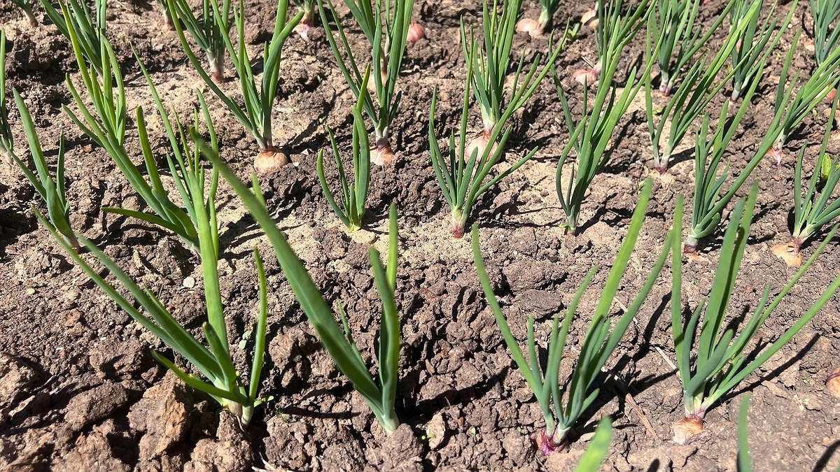 Главная картинка новости: Получаю лук размером с кулак благодаря дедовскому способу: 7 правил посадки в мае гарантируют отборный урожай