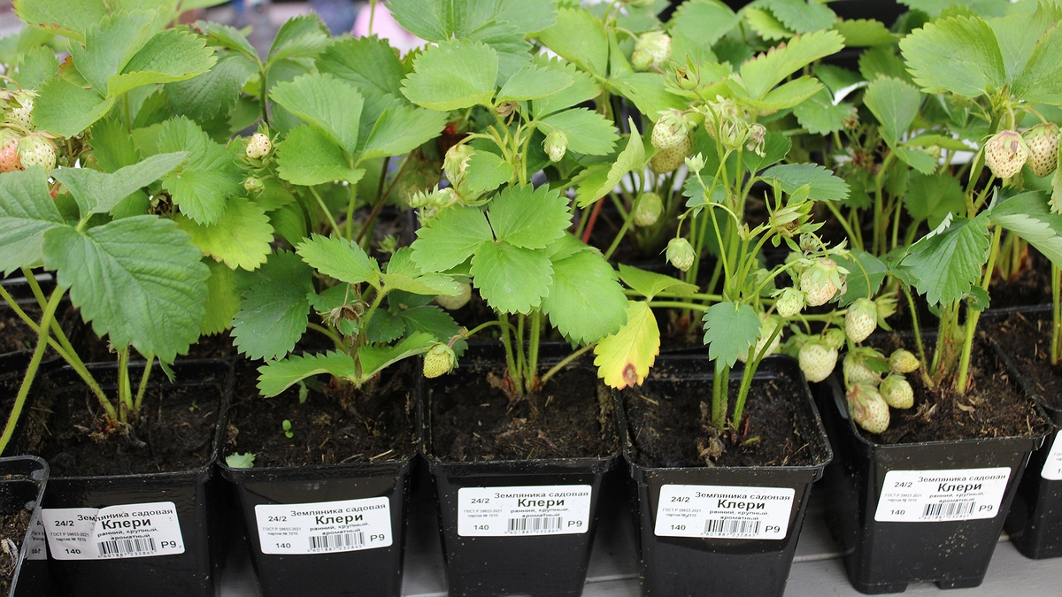 Главная картинка новости: Рассада кайфует от простейшей подкормки из 1 листочка: стебель у томатов и огурцов толстеет не по дням, а по часам