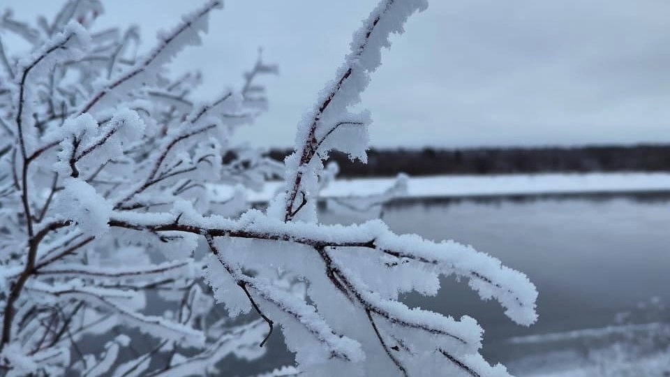 Главная картинка новости: В Коми на дереве сидел мужчина, ему вызвали спасателей