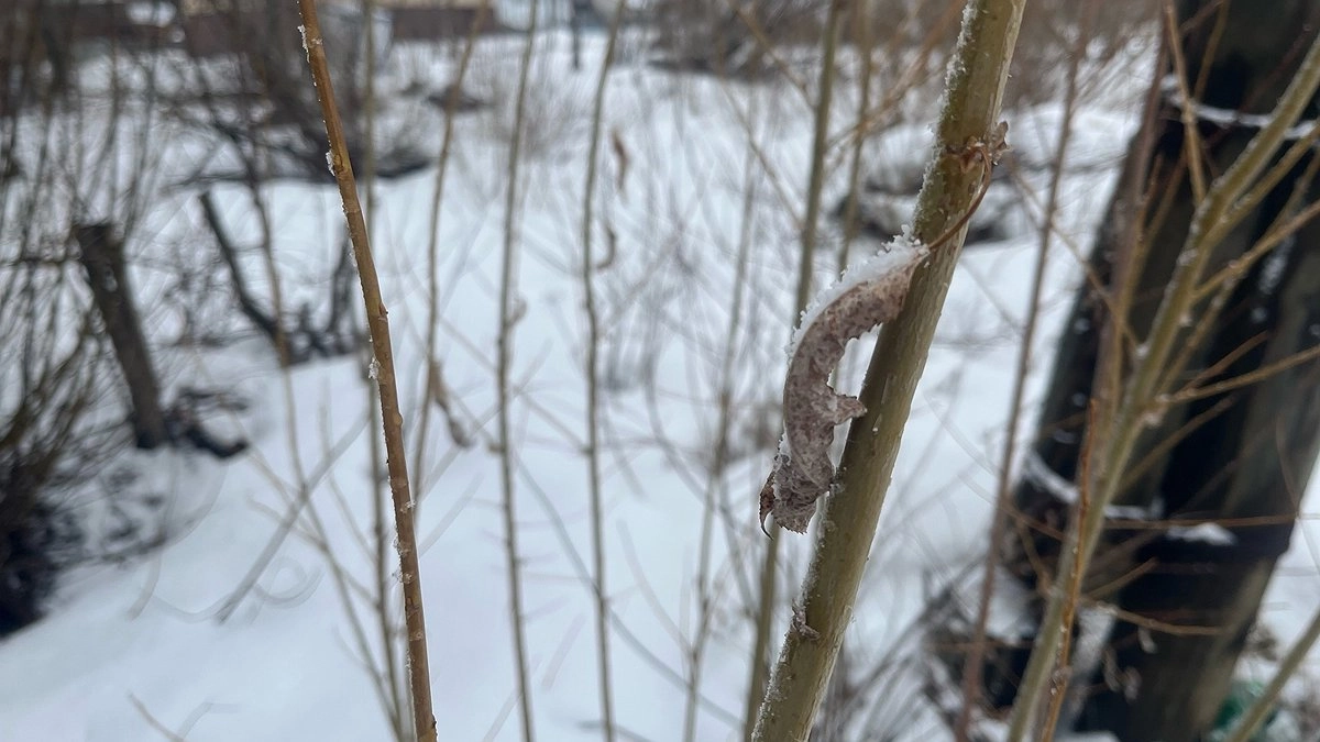 Главная картинка новости: Клещи активизировались в Коми: число обращений за медпомощью растет