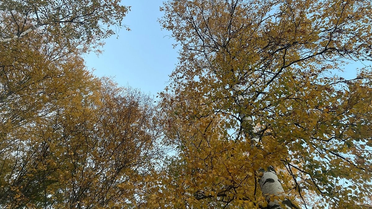 Главная картинка новости: В Коми введён карантин из-за распространения опасных насекомых в лесах