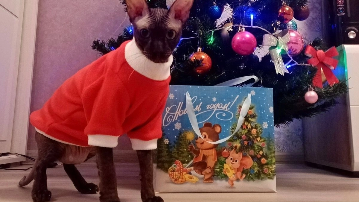 Главная картинка новости: 10 преданных пород кошек, которые не разменяют хозяина на кусок колбасы