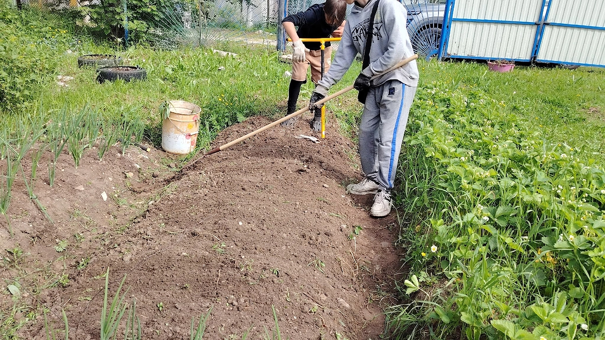 Улучшаю почву в саду и огороде – как применяю Триходерму