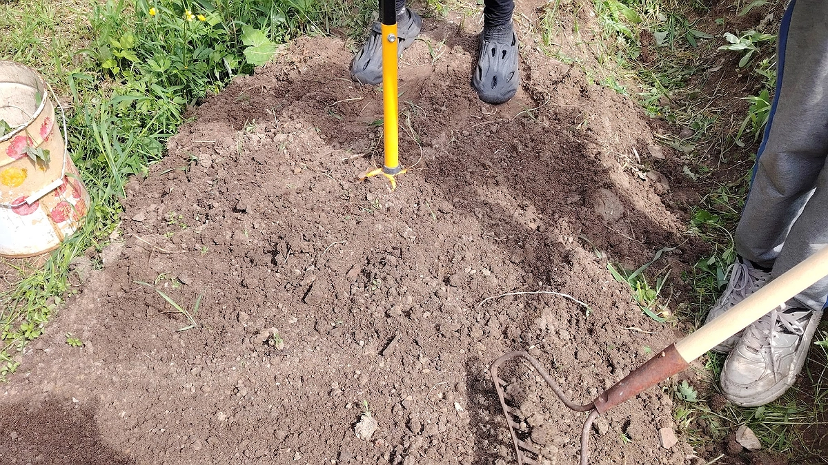 Главная картинка новости: Забудьте про горчицу и фацелию: этот сидерат делает почву в разы рыхлее червей и плодороднее любых удобрений