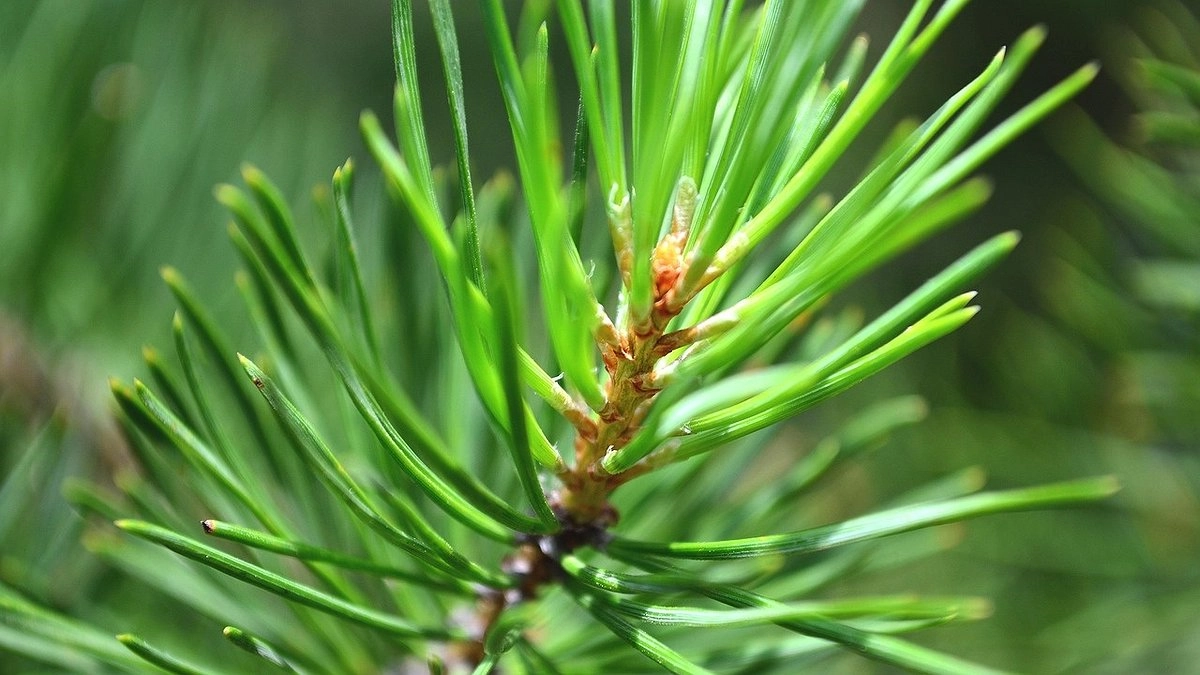 Главная картинка новости: В Коми собрали урожай элитных семян для будущего лесовосстановления