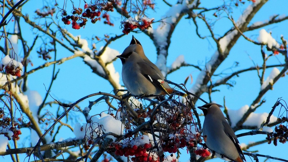 Главная картинка новости: Жителей Коми 13 декабря ожидает снег и северный ветер