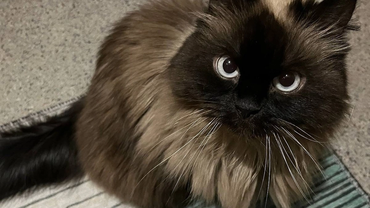 Главная картинка новости: Бегите из комнаты, если учуяли это: 10 запахов, которые сводят кошек с ума и заставляют их страдать