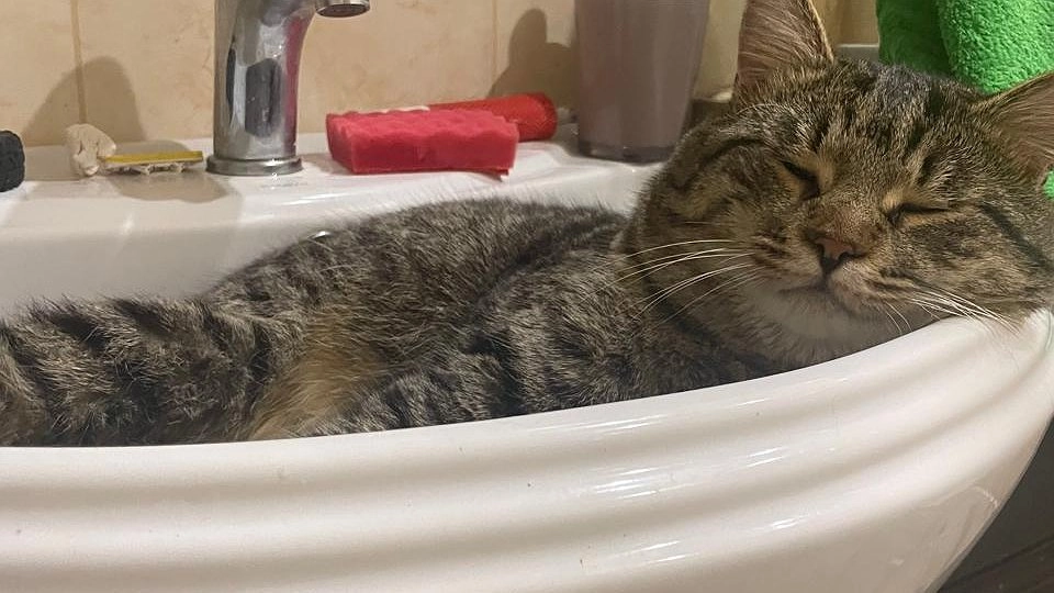 Главная картинка новости: Не оставляйте свет для домашних питомцев: 90% владельцев совершают эту ошибку