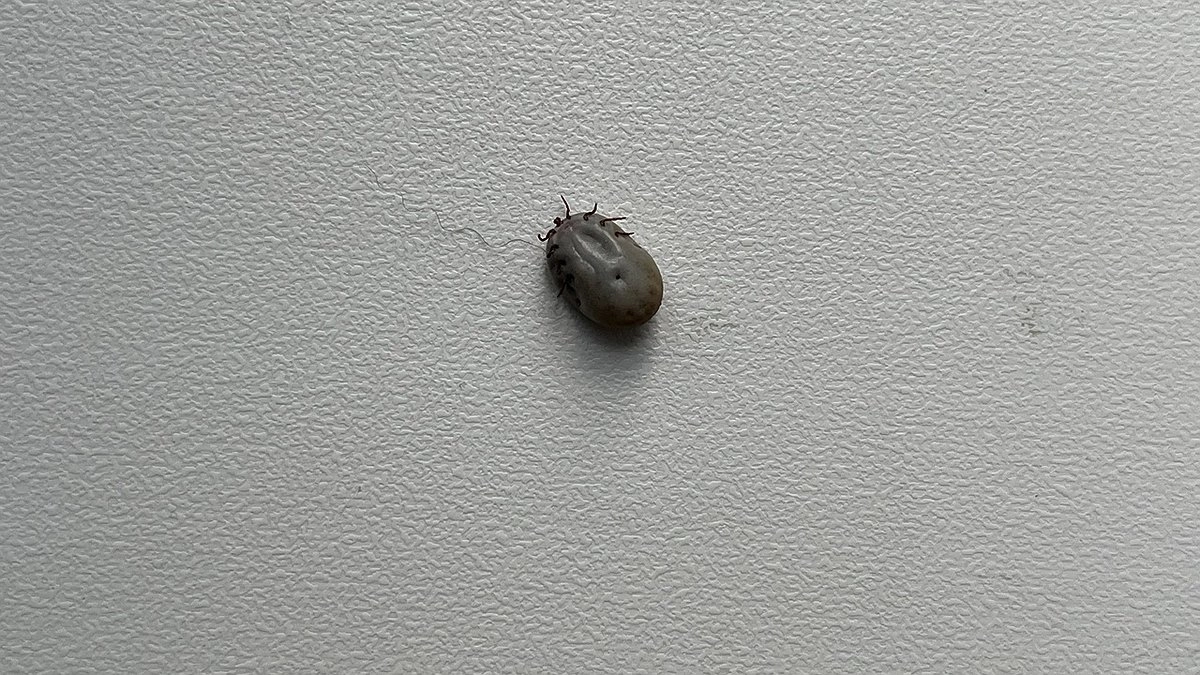 В Коми за неделю выявили 207 пострадавших от клещей