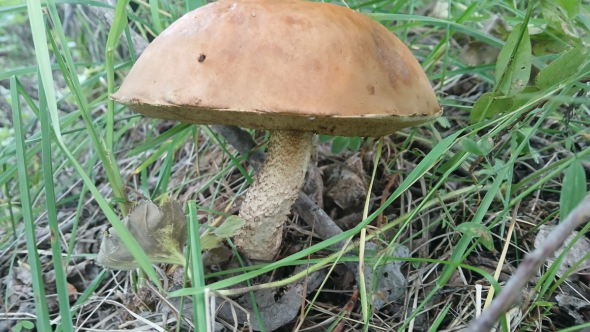 Главная картинка новости: Любителей грибов будут задерживать и штрафовать: жёсткое правило с 12 августа 2025 года