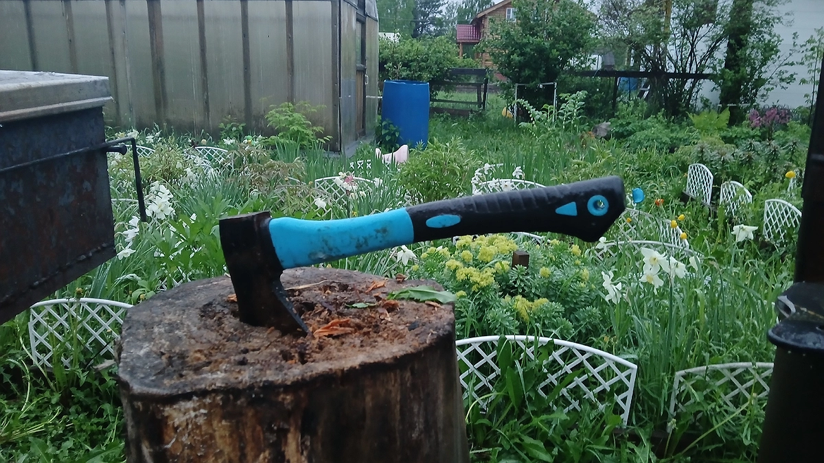 Главная картинка новости: Толпа китайцев выжидала у бабушкиного огорода и требовала продать им сорняк: "русское чудо", которое в России мало кому нужно