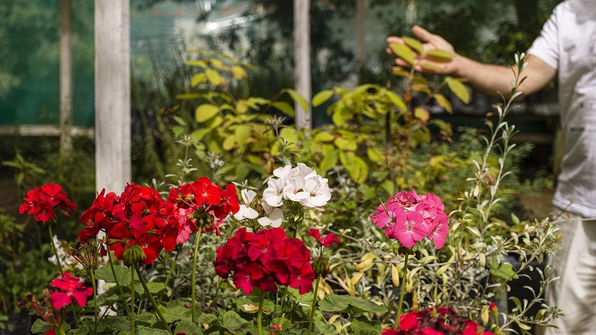 Главная картинка новости: Шикарный сад для ленивых дачников: 9 растений, которые растут сами и выглядят роскошно - чем меньше о них вспоминаешь, тем пышнее цветут