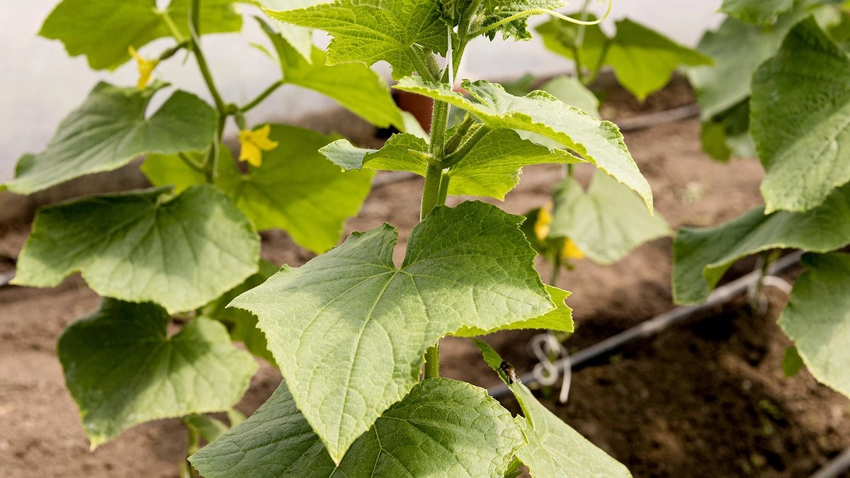 Главная картинка новости: Лью 1 стакан под огурцы - они прут как бешеные, даже хилые растения обильно плодоносят: лучшие подкормки для огурцов