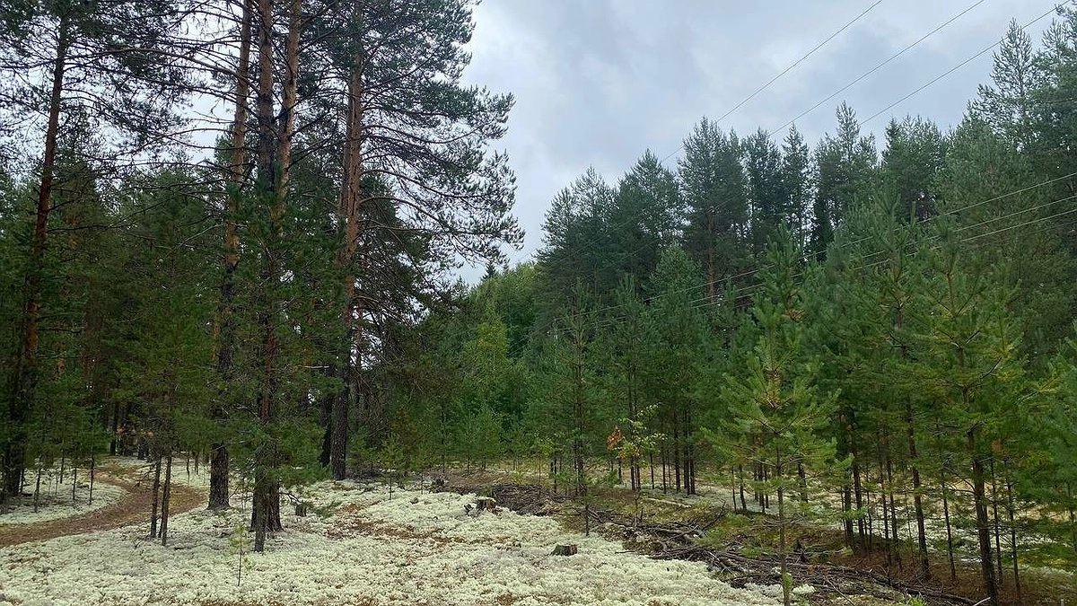 Главная картинка новости: В Республике Коми 18 июля прогнозируются дожди и порывистый ветер