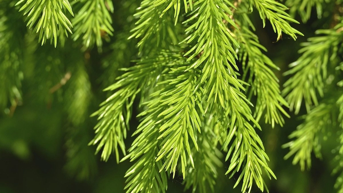 Главная картинка новости: Коми использует космические технологии для сохранения лесов