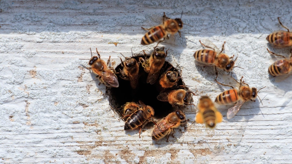 Главная картинка новости: Только два кухонных предмета — и осы больше не подлетают к столу