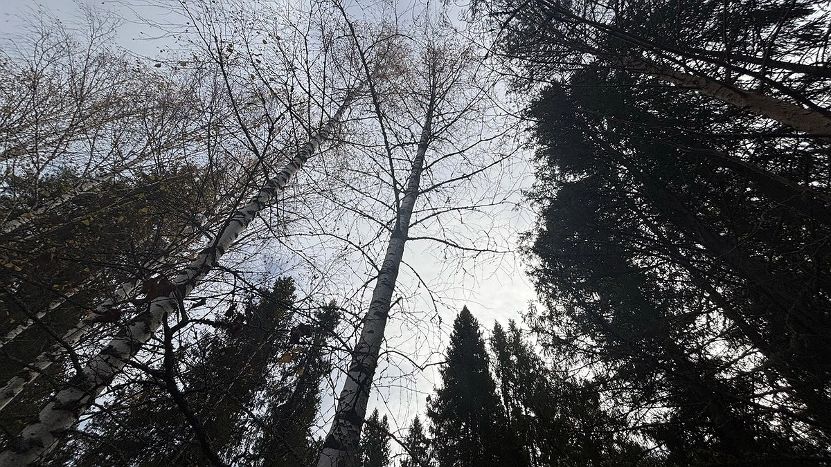 Житель Коми предстанет перед судом за рубку 7 деревьев 