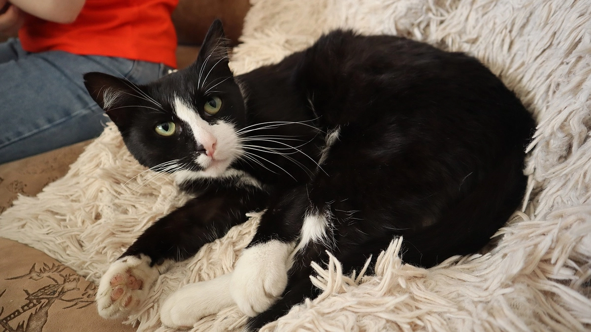 Главная картинка новости: Сколько раз в день кошка должна ходить в туалет - об этом должен знать каждый хозяин своего питомца