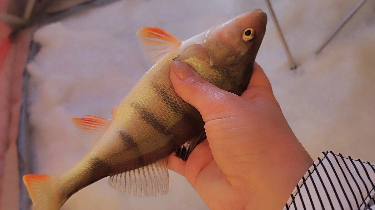 Главная картинка новости: Ученые назвали самую полезную рыбу — не тунец, не палтус и в несколько раз полезнее семги