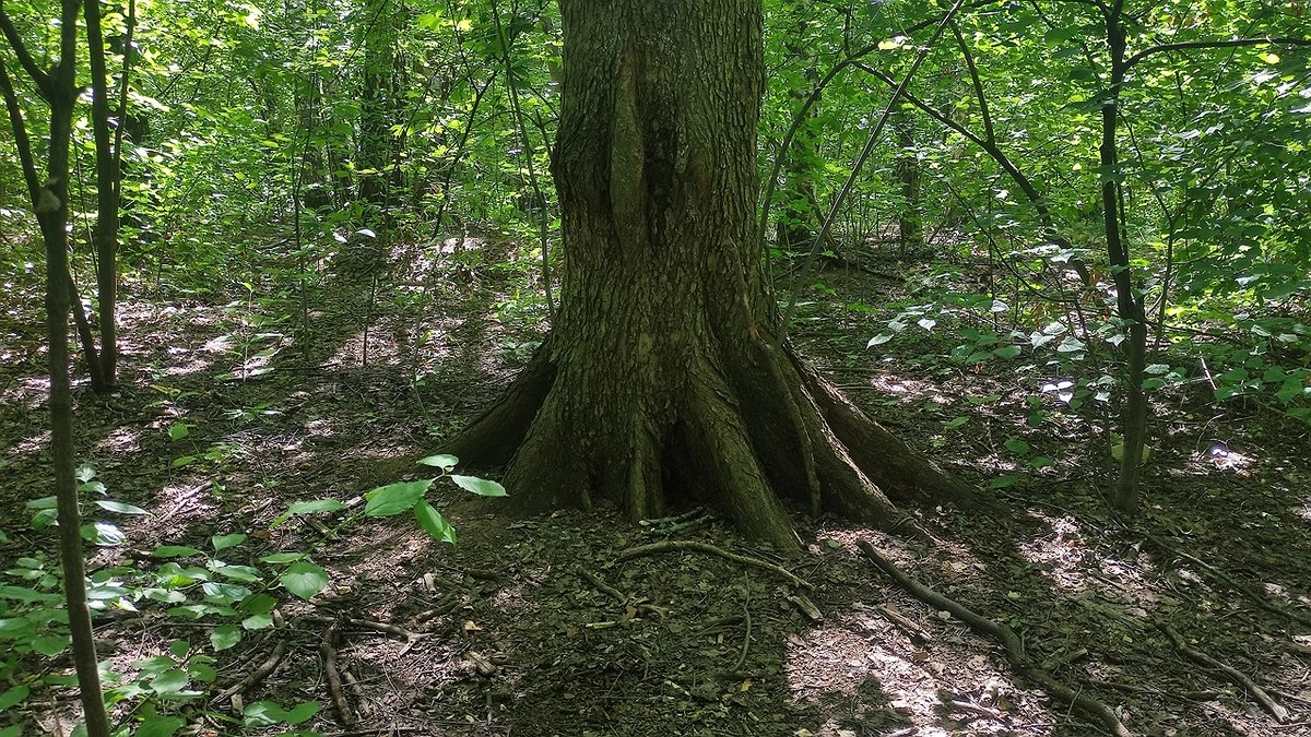 Главная картинка новости: Инженера в Коми обвинили в незаконной вырубке леса после аварии на скважине